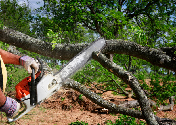 Tree Branch Trimming in Daingerfield, TX